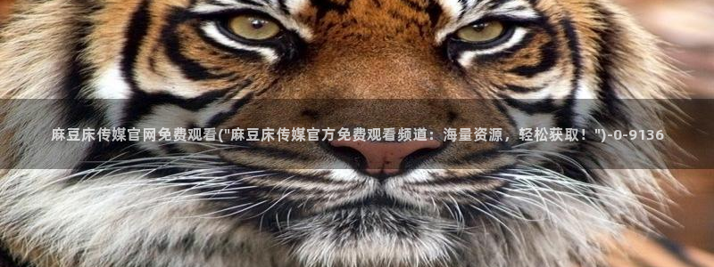 麻豆视频演员文案